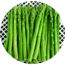 Asparagus congelado asparagusfrozen IQF Asparagus Vegetales congelados